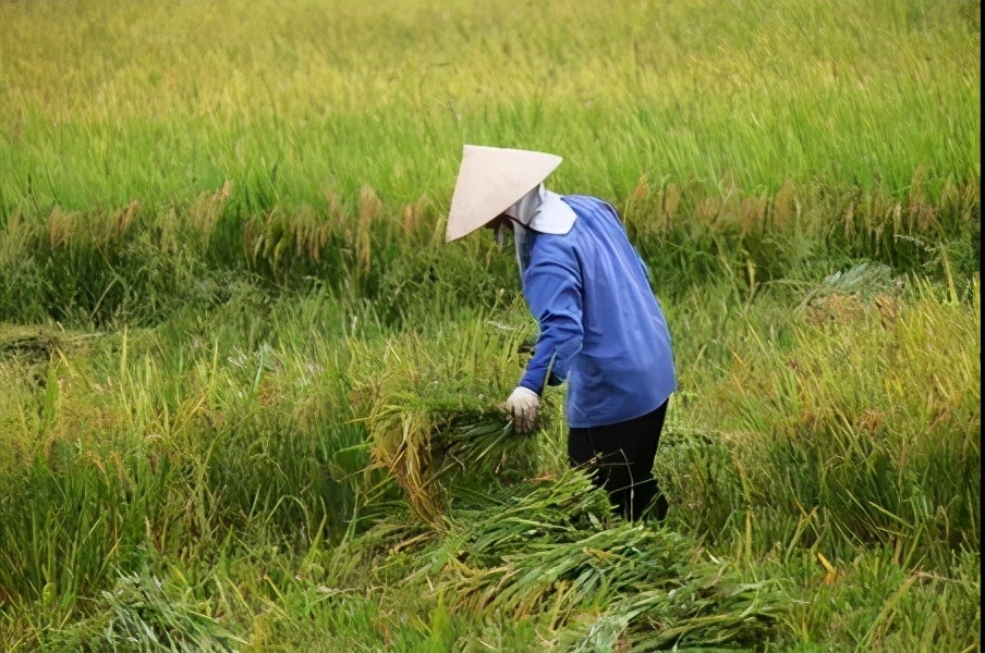 亚洲水稻家族成员——越南水稻