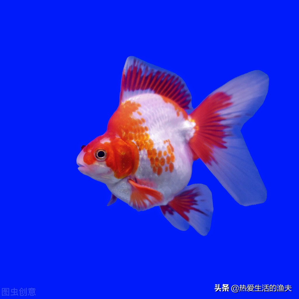 养金鱼如何换水 天天换水能行么 本篇提供金鱼换水方法 热爱生活的渔夫 Mdeditor