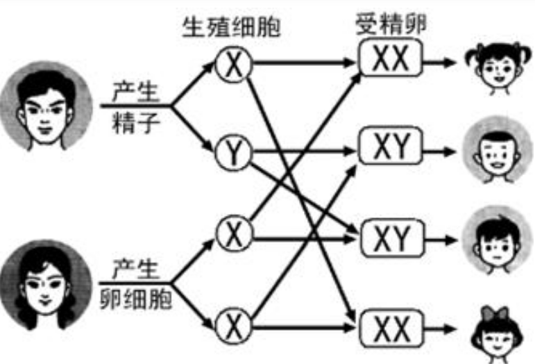 生男生女由媽媽的決定，還是爸爸決定？ 還是雙方各佔一半？