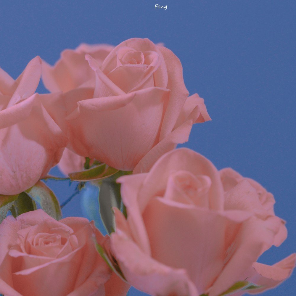 清新玫瑰花背景图|要把春天的浪漫送给最爱的人
