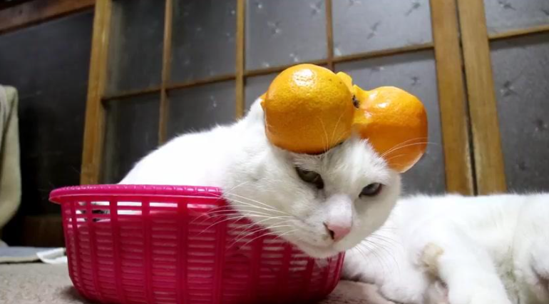 Feline Mi most 5 kinds of disgusting odour, do you have it to had been heard? 