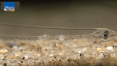 透過皮膚一眼就能看到內髒，這6種透明生物毫無隱私可言