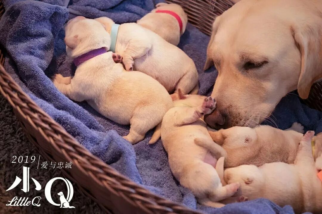 Touch 300 million people guide blind dog small Q, explain responsibility and faithful essence