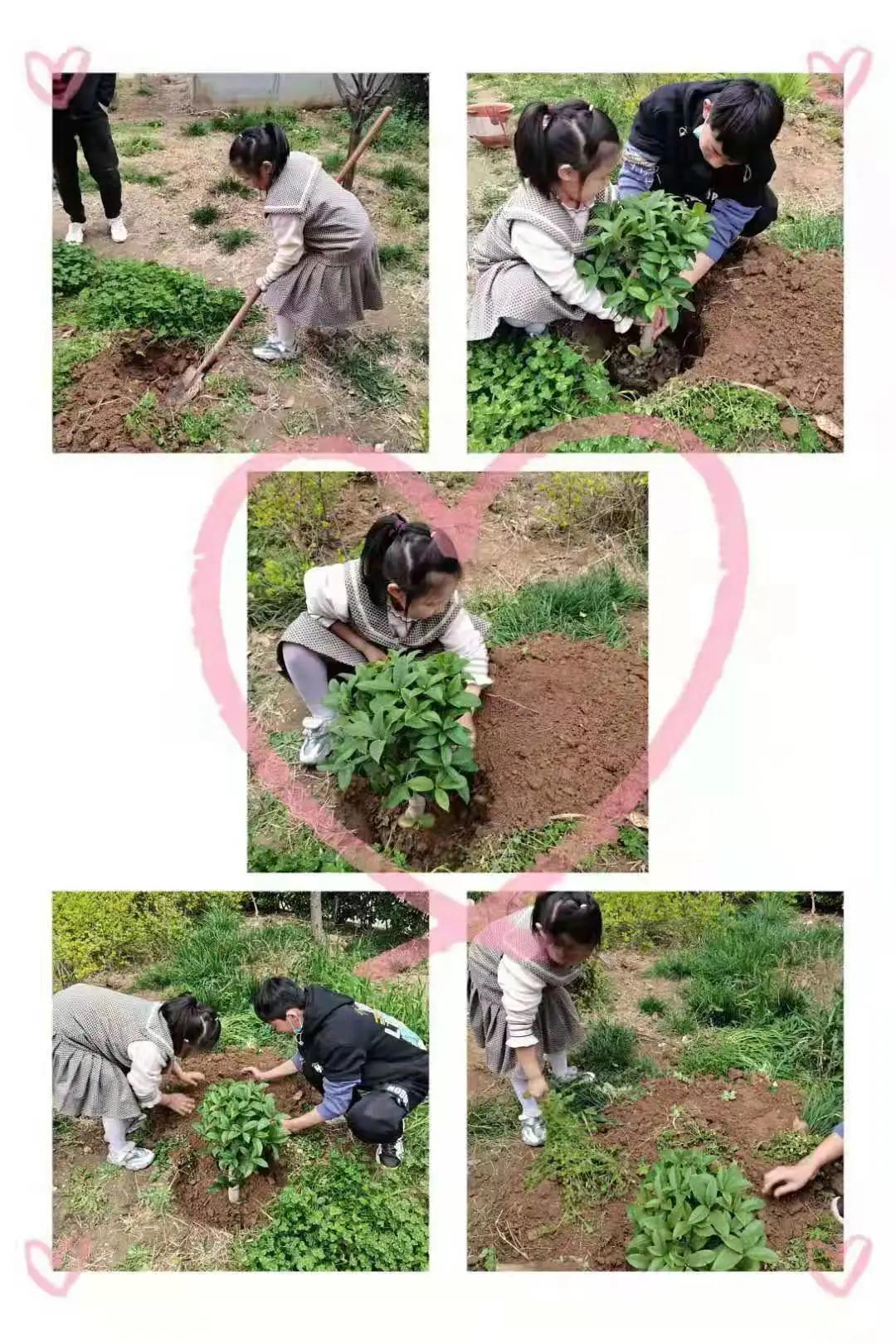 ��֮��.ֲ�̻���--�����еھ�Сѧֲ���ڻ��Ӱ