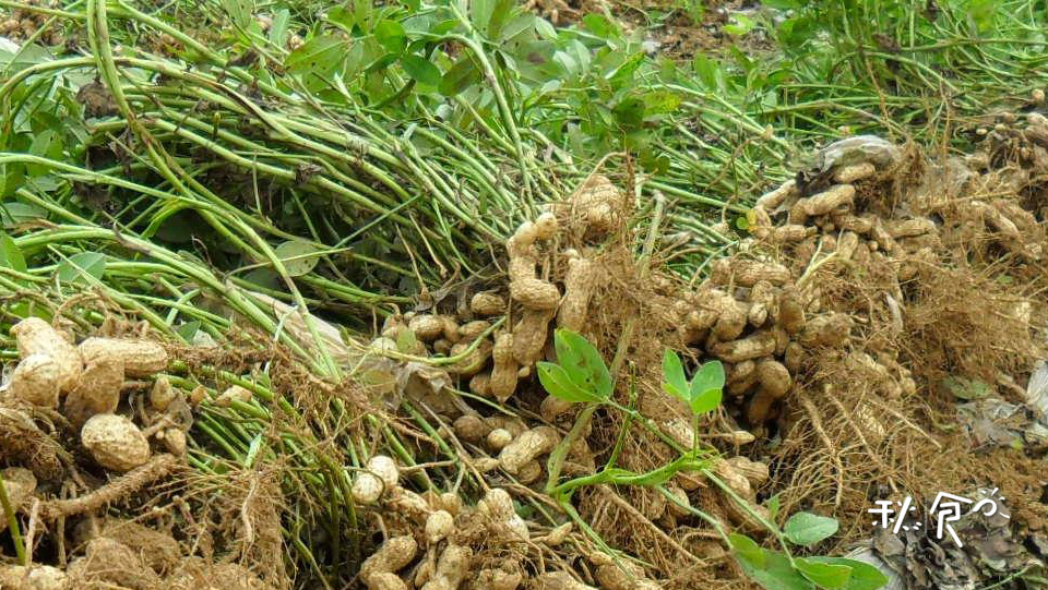 香味浓郁的“花生酱”，自己在家就能做，不加添加剂，吃着更放心