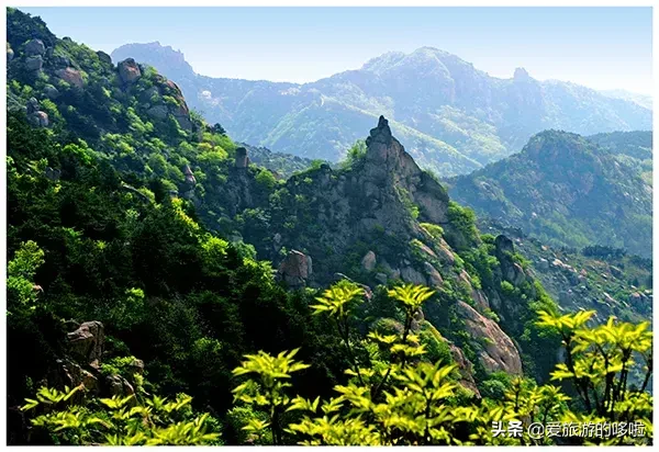 槐花节来袭,这几处槐花观赏地千万别错过(内附槐花吃法大全)!