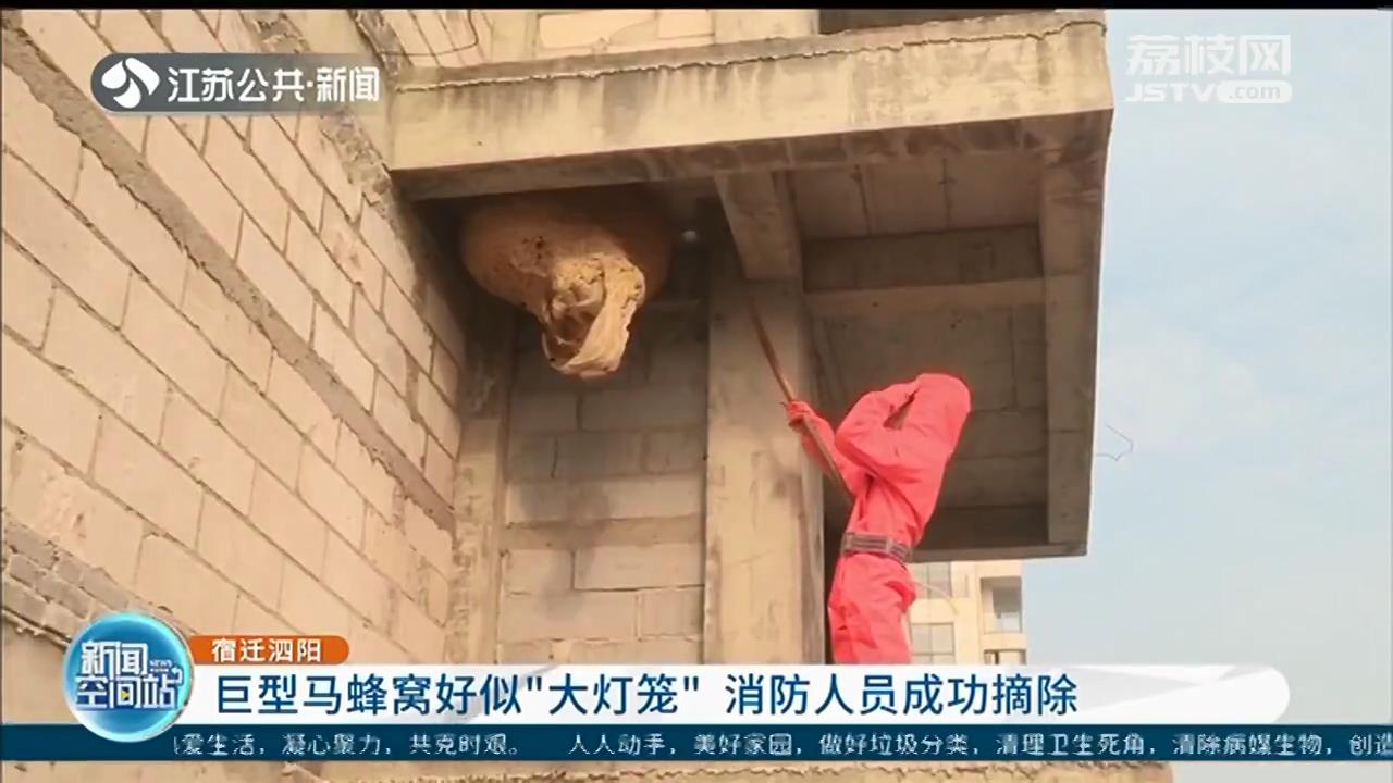 泗阳：巨型马蜂窝好似&ldquo;大灯笼&rdquo;，直径约1米 消防员成功摘除