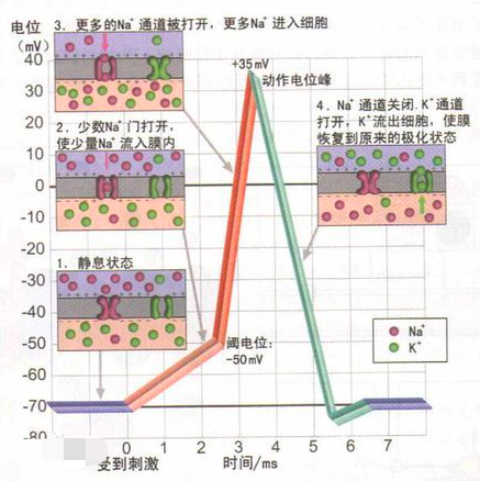 人类的意识：似乎是宇宙137亿年演化的目的