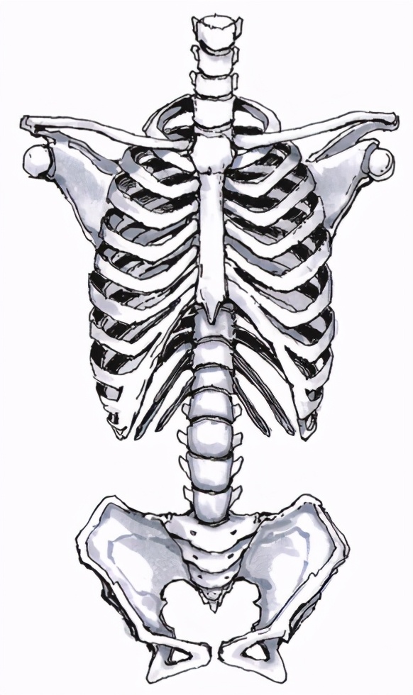 ⑥四肢骨的特点四肢骨分为上肢骨和下肢骨.