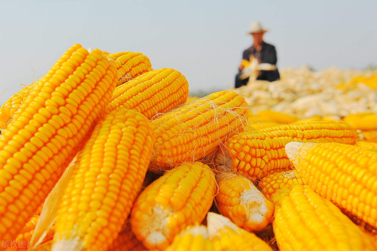 玉米上涨，稻麦低迷，五一假期粮价能否刺激反弹？农民的坏消息