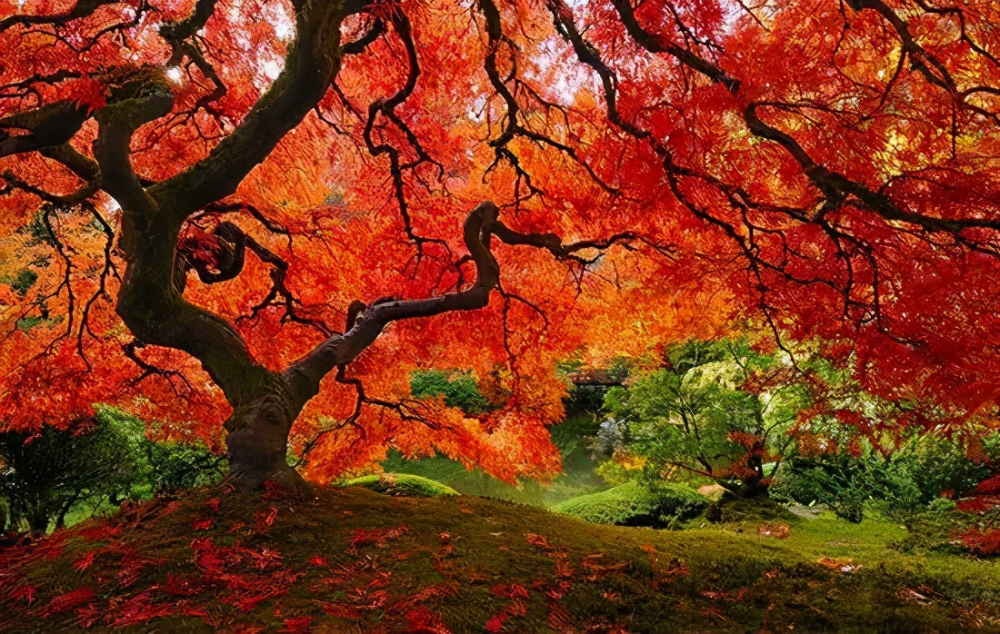 全球最美的风景树图片