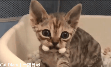 猫咪不良行为丨猫咪为什么会吃“猫砂”？什么原因？怎么解决？