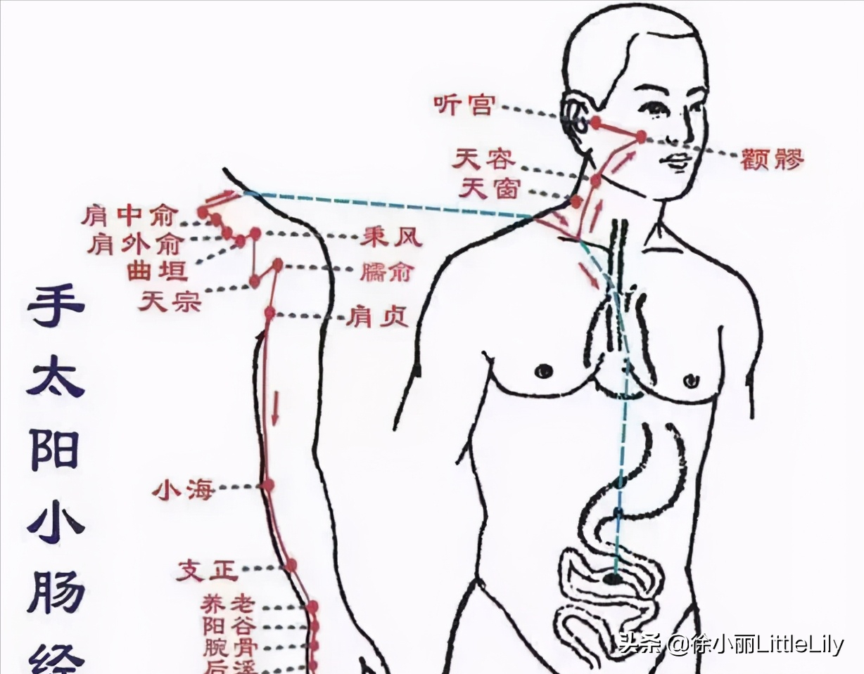 看故事快速记忆“十二经络及穴位”