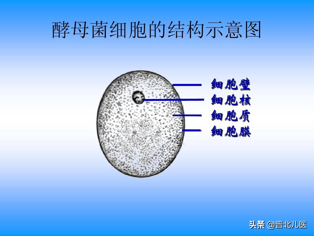 农乐生物 疫情来袭,来了解一下微生物!