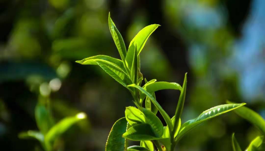 200万吨库存茶根本喝不完！谁能引领中国茶叶第三次产业革命？