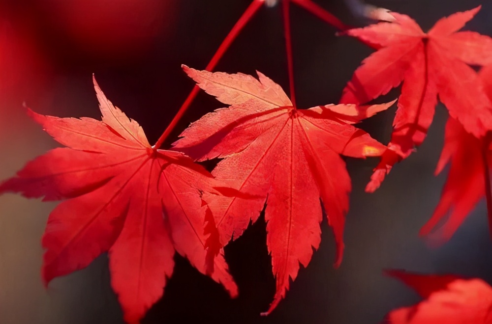 日本紅楓、美國紅楓、中國紅楓這樣區(qū)分，不再臉盲