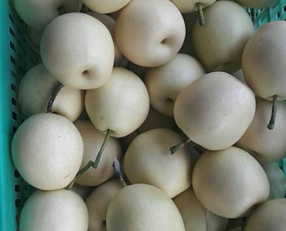 6月底新梨即将下树，收购价格是多少？