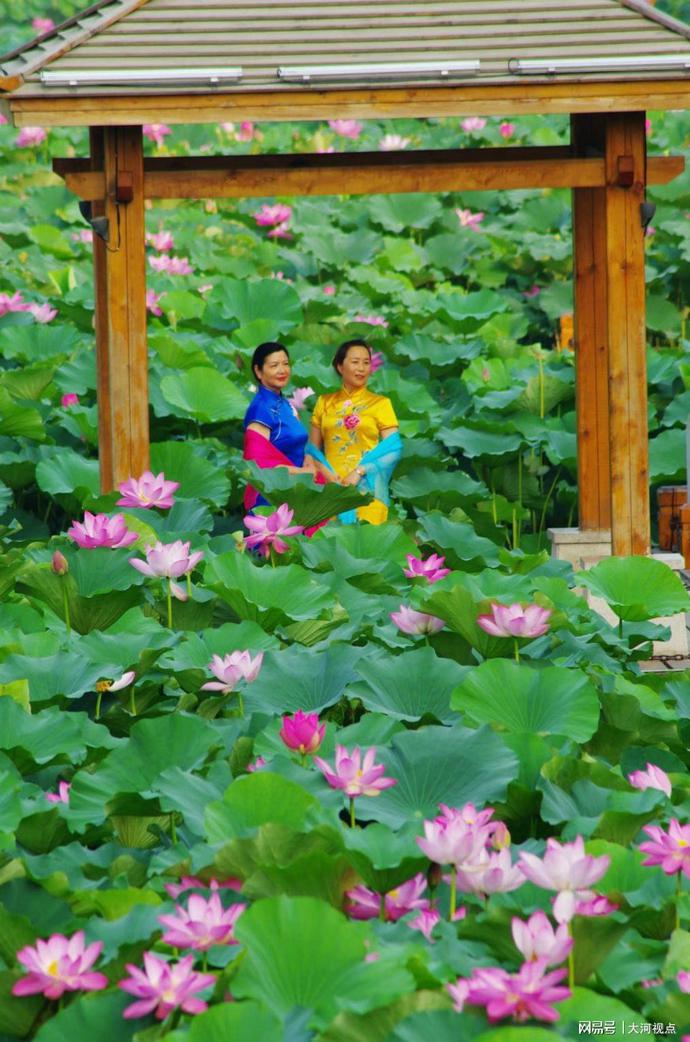 「发现许昌之美」莲城许昌荷花芳华绝代，让你看一眼惊艳整个夏天