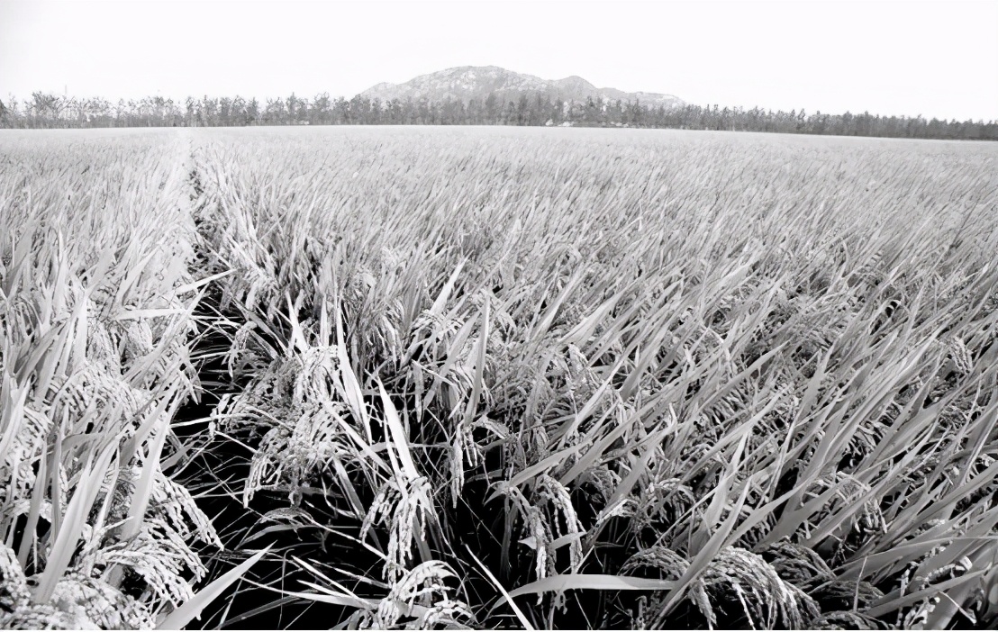 91岁袁隆平去世，5分钟回顾“杂交水稻之父”的一生-第7张图片-大千世界