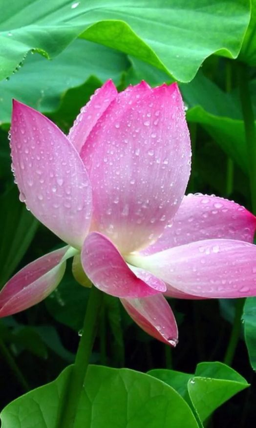 写荷花的诗句有哪些关于荷花的句子唯美诗句