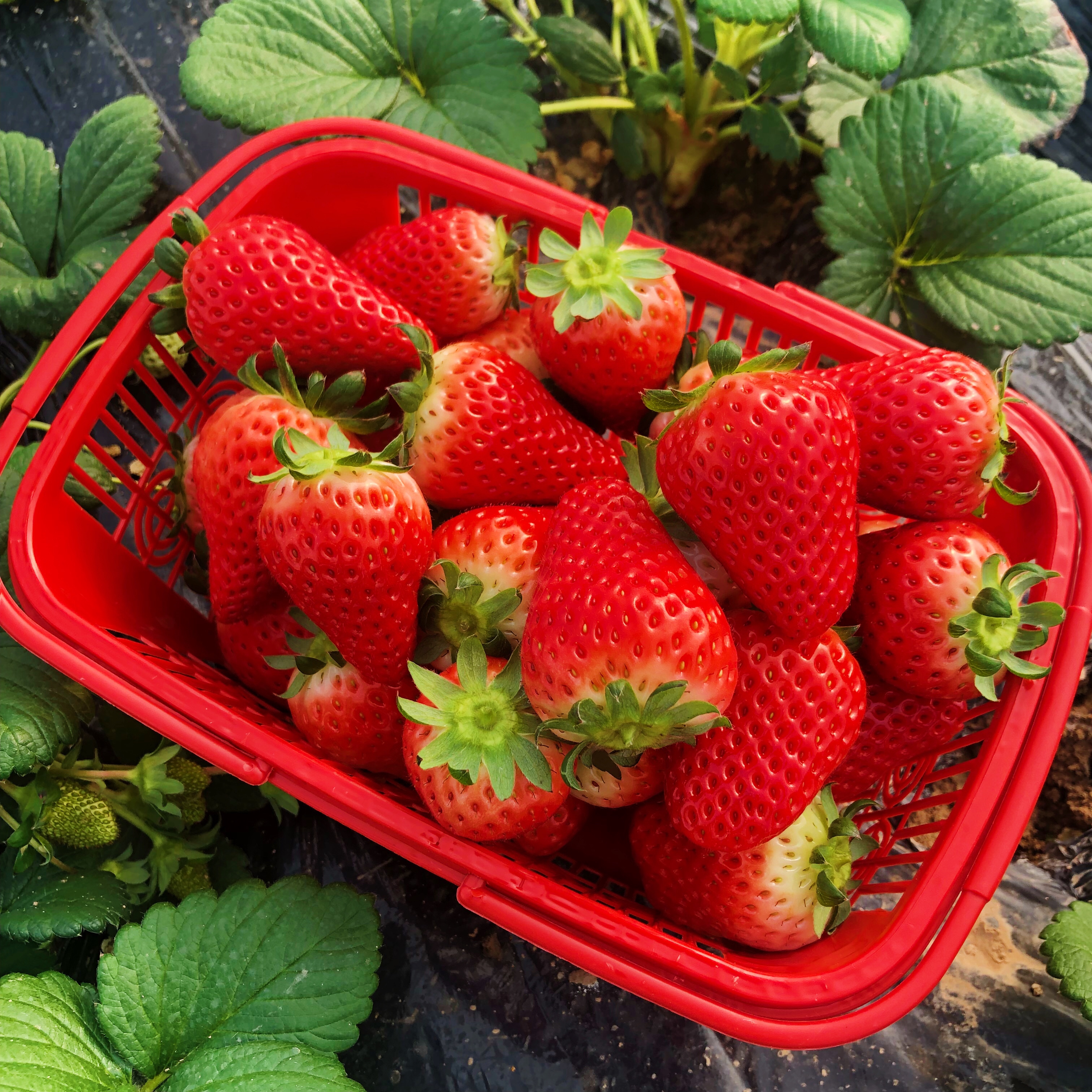 陕西华阴小草莓的莓好时光