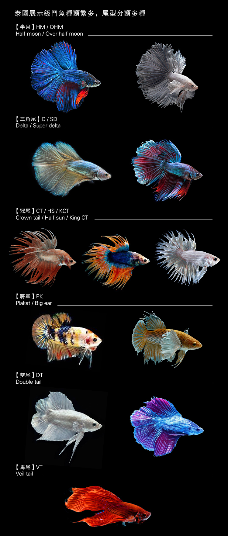 目前全網最全泰國鬥魚品種分享 上 5種泰國原生鬥魚介紹 巨集嘉分享 Mdeditor