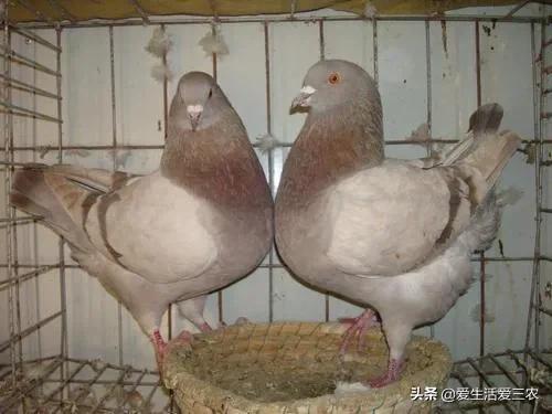 新手想养殖创业，没技术、没本钱，适合养殖什么？
