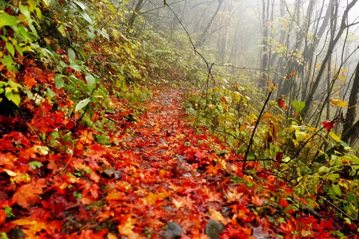 Missing these 14 maple viewing areas in November is equivalent to missing the entire autumn