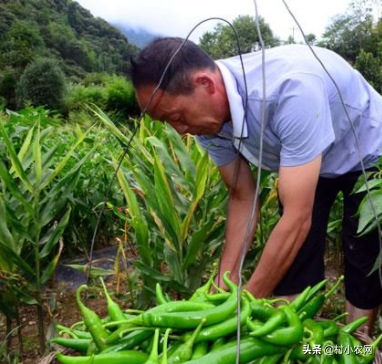 农村种辣椒不赚钱？学会了跟这5种农作物混种，你就能高产多卖钱