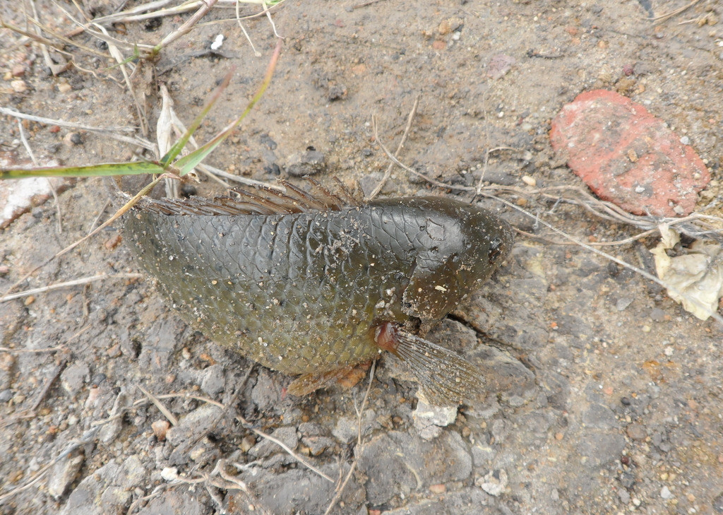 过山鲫明明数量不少,味道鲜美,为何钓友一见就发愁