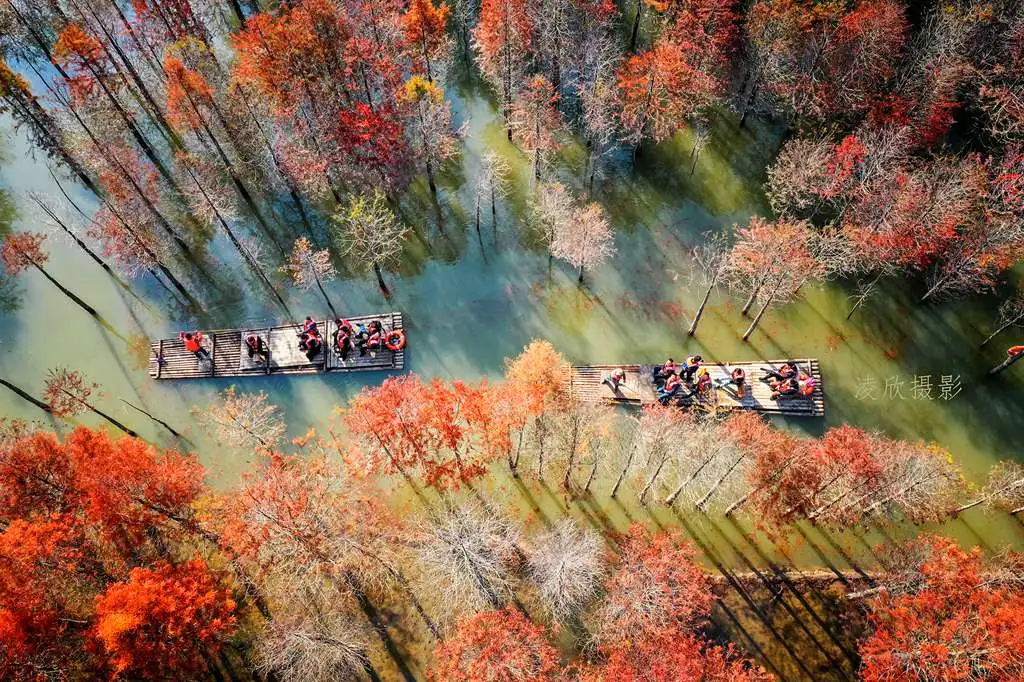 金秋皖南摄影线处处是美景,看那绝美红杉林,色彩斑斓美如油画