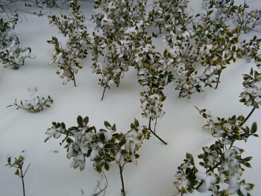 大雪纷飞，38岁女子露宿在村外的野地，说她已经出来3个月了