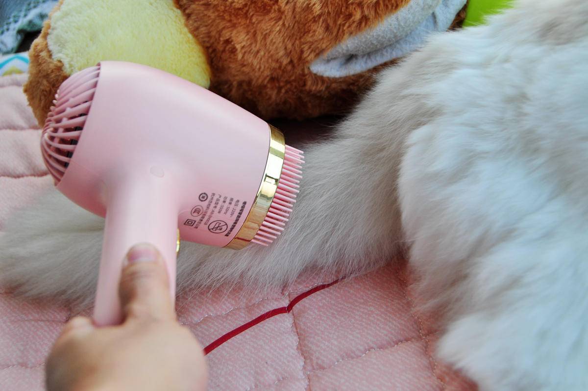 呵护宠物从吹梳开始，嗷喵喵智能宠物吹风梳体验