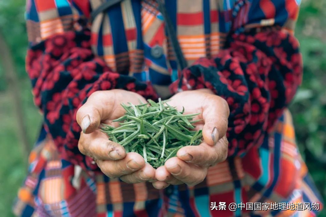中国好茶地图