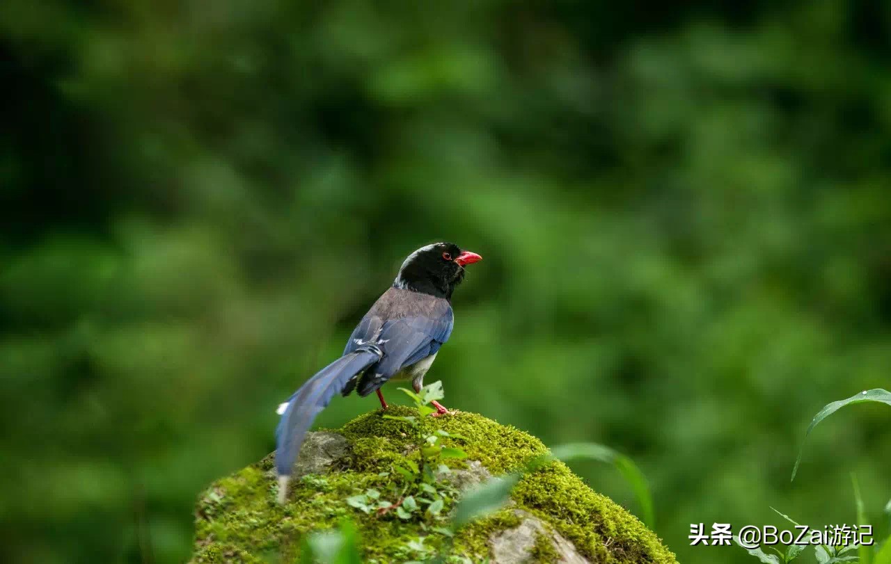 到四川雅安旅行不能错过的10大景点，有一处被称为中国仙茶故乡