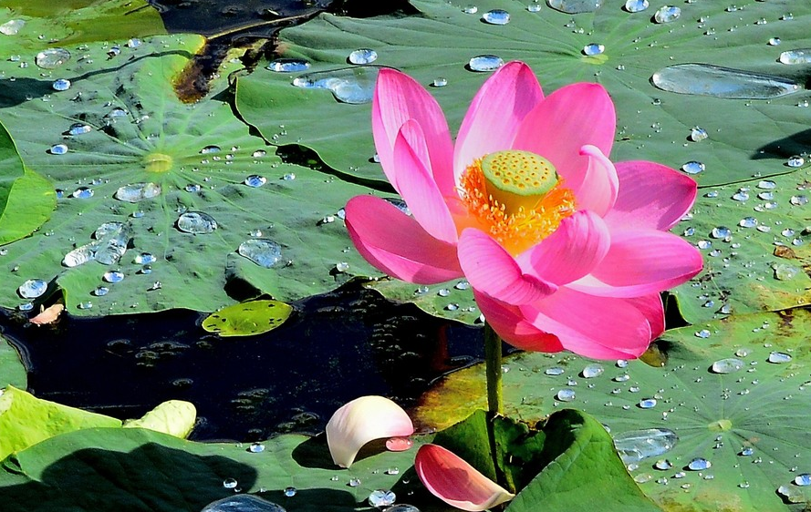 江南可采莲，十首采莲的诗词，带你欣赏荷塘的美景-第5张图片-诗句网