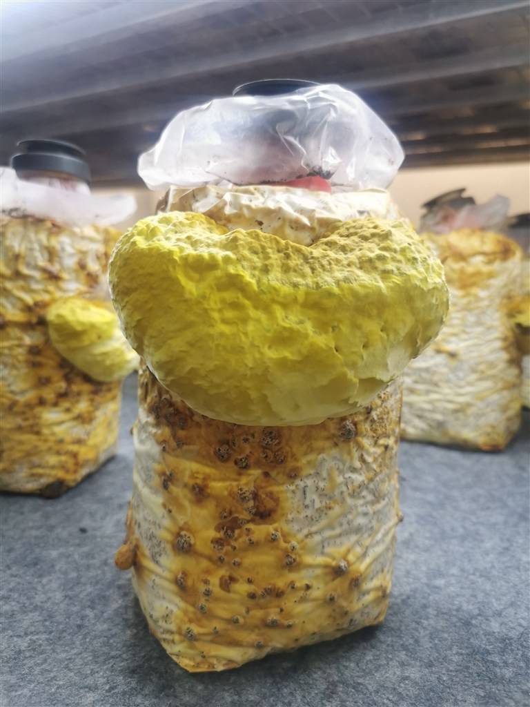 你听说过珍稀的桑黄吗?上海农科升级长三角软黄金种植