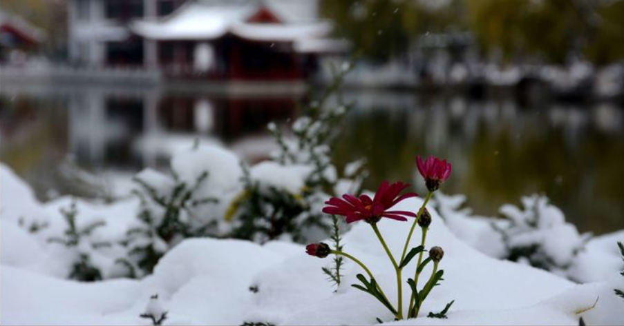 冬天的景致，虽无繁花，不够热闹，却是别有一番风味-第18张图片-诗句网