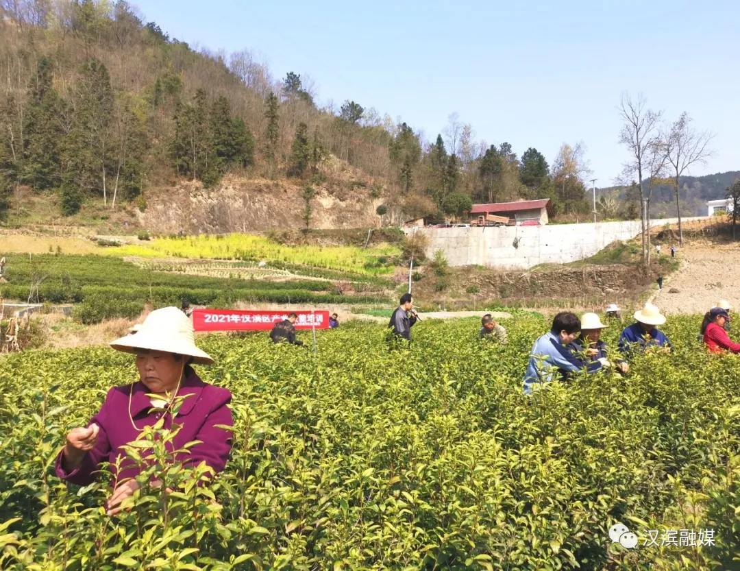 采茶季节采茶技