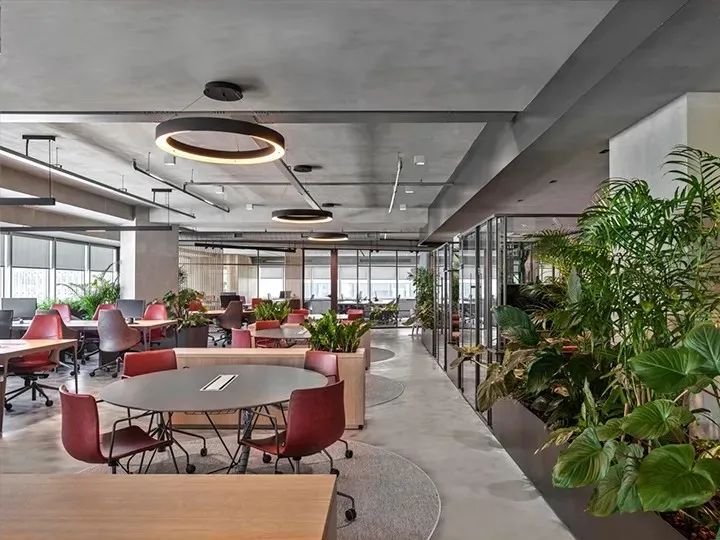土耳其學習管理公司辦公室設計：繁茂綠植，打造活力空間
