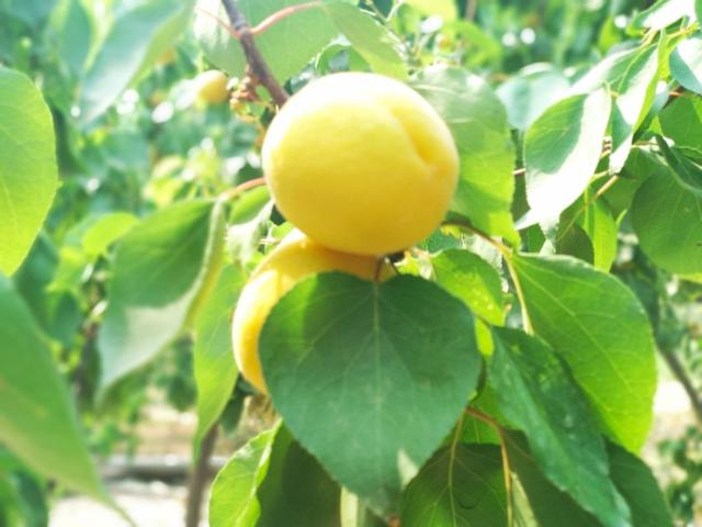 Ear is yellow, apricot ripe! United States of farm of ala of Luoyang big contain Kate apricot " apricot carry will raid "