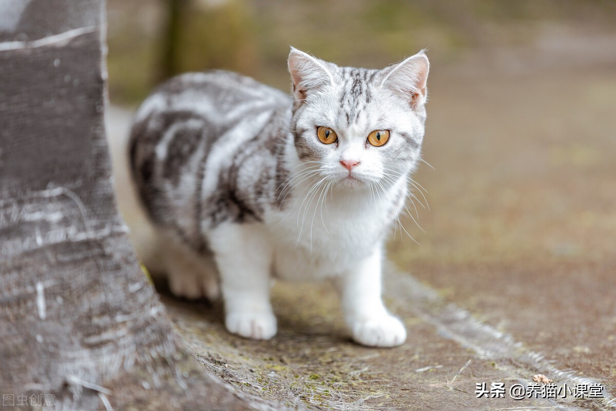 新手养猫必看！常见猫咪简介价格