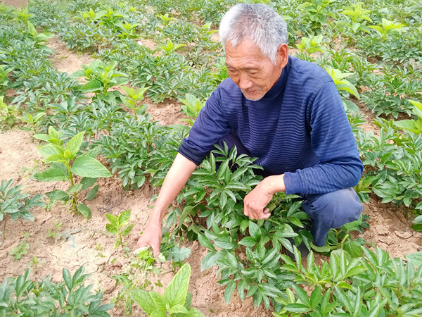 75歲老人種植藥材，年收入10萬元以上，真棒