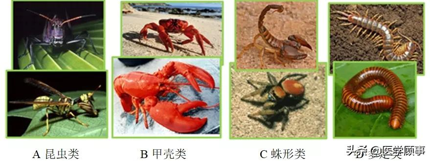中國科學家首次研發仿生關節外骨骼模型，靈感來自波士頓龍蝦