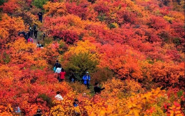10月20日 渭南文化旅游資訊微報(bào)（組圖）