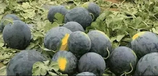 世界上最贵的4种水果，第一产自中国，吃一口相当于一辆豪车！