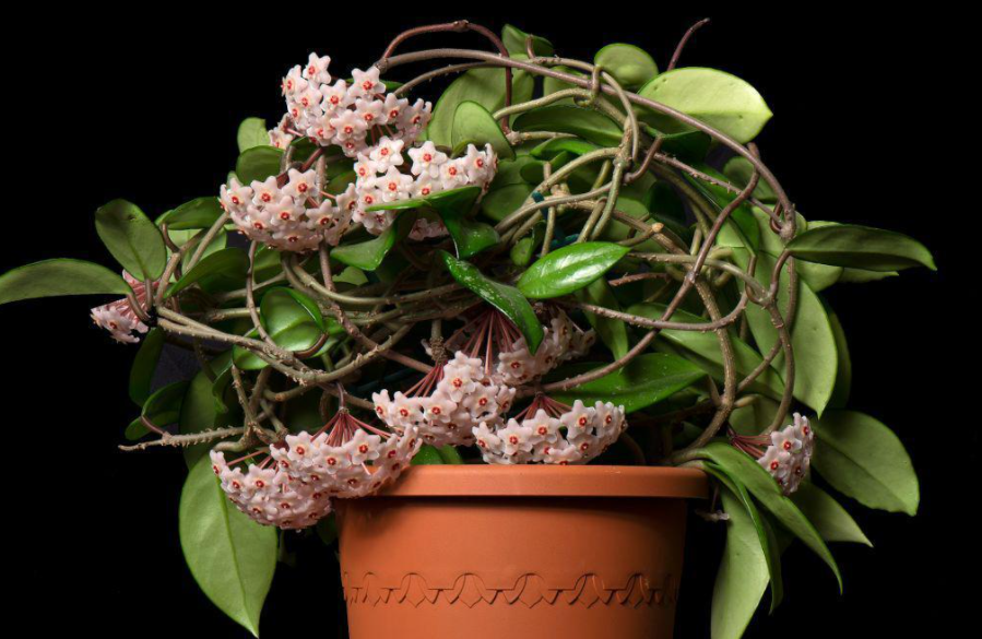 有些花就得 穷养 用小盆栽种 长势旺盛不烂根 开花会更棒 养花匠小齐 Mdeditor