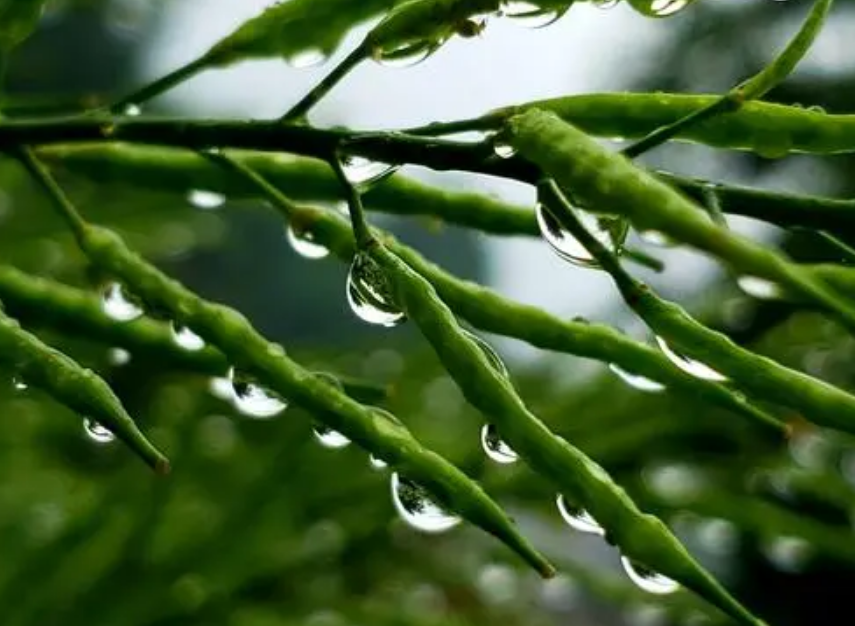 丁宁初夏雨 好长故山薇，古诗词里初夏的雨，那么美好-第15张图片-非凡网