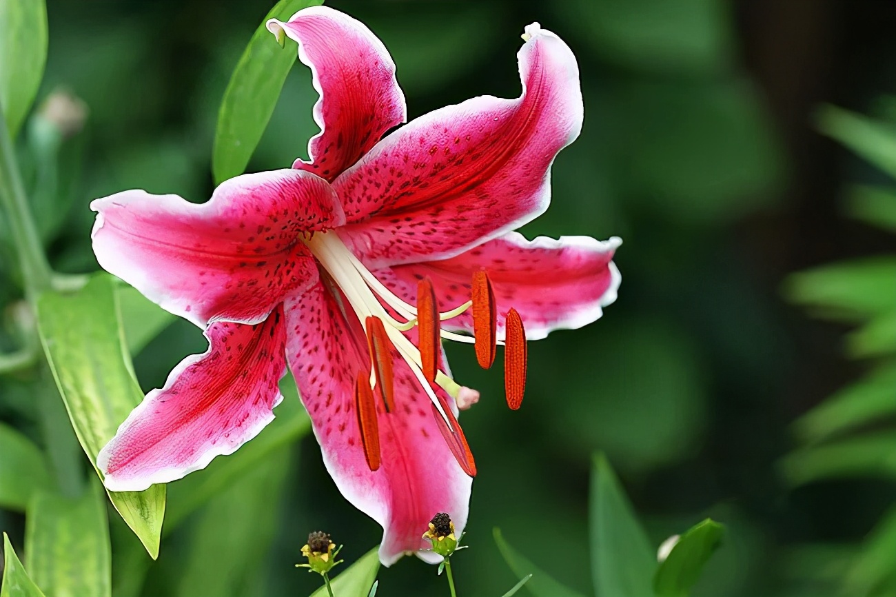當百合花敗之後 地下新球莖開始生長 新的生長迴圈重新開始 種在陽臺上 Mdeditor