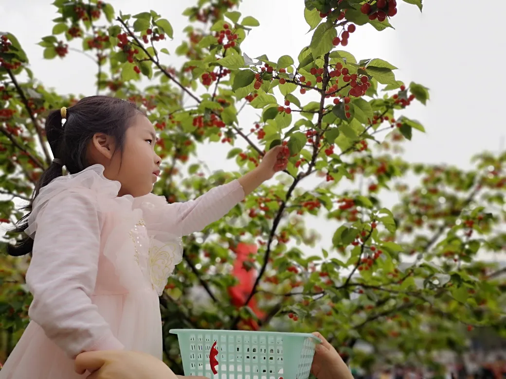 天府新区华阳幼儿园西区开展“幼儿园里的樱桃树”主题活动